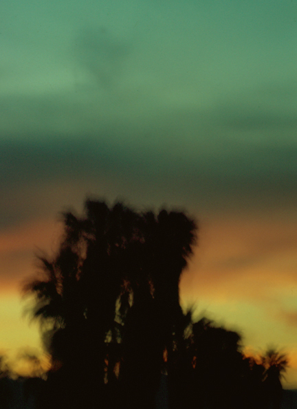 Palm Trees Skyline